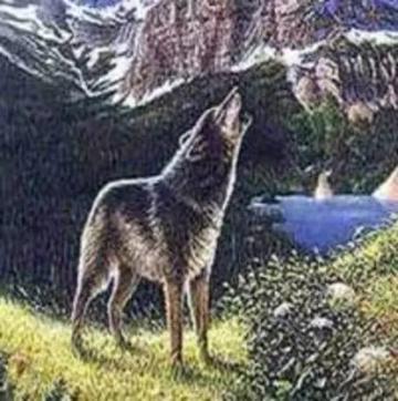 Обложка аудиокниги «Волк»