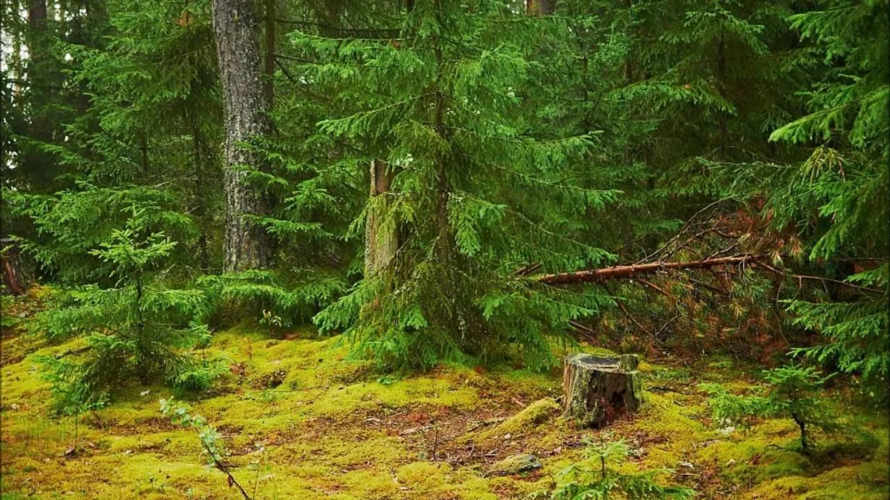 Анализ стихотворения «Ель рукавом мне тропинку завесила» (А.А. Фет)